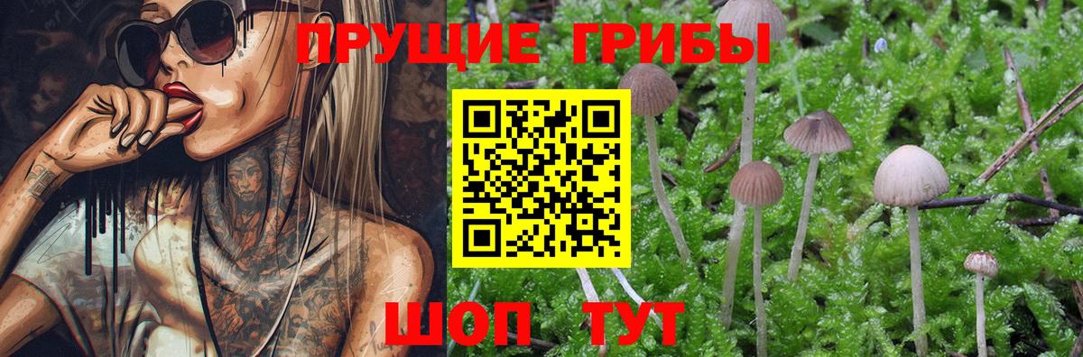Галлюциногенные грибы Cubensis Вязьма